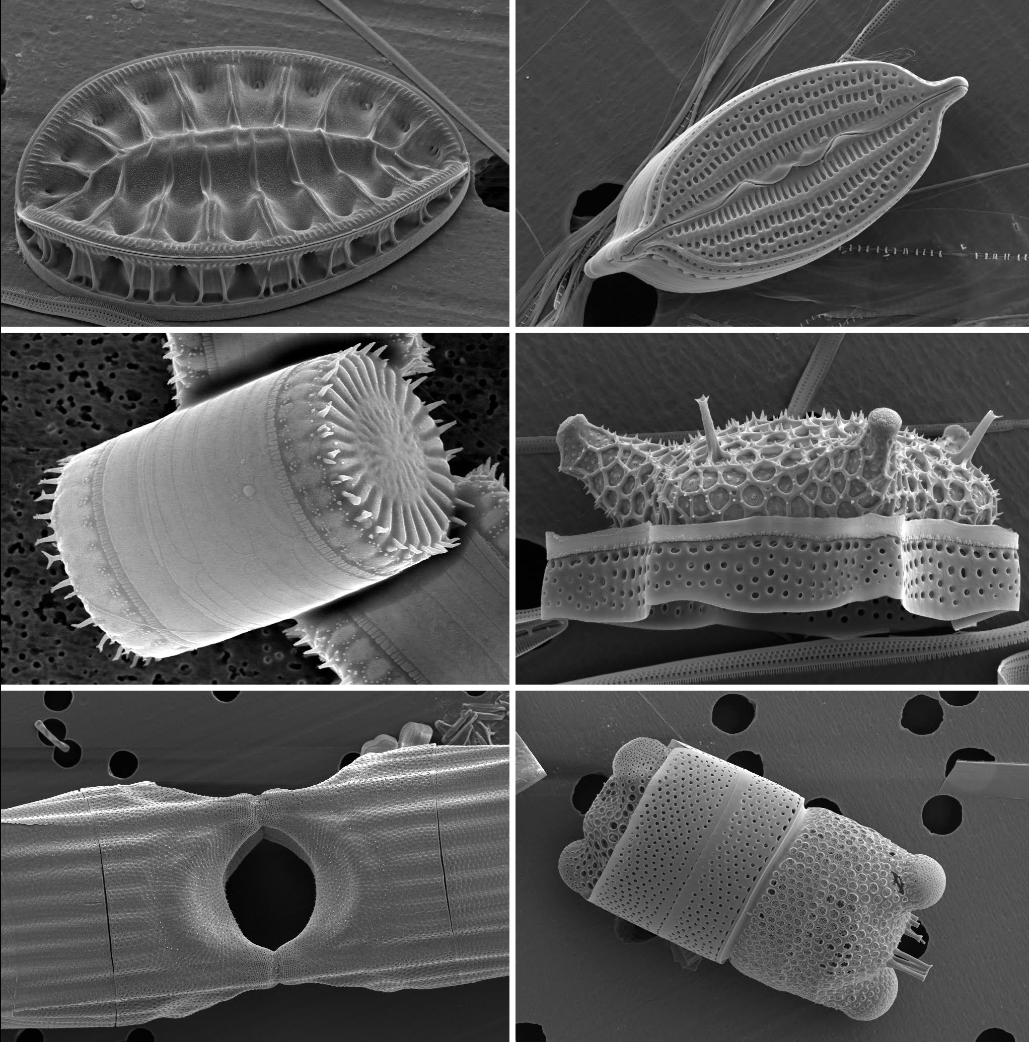 Scanning electron micrographs reveal six diatom species 