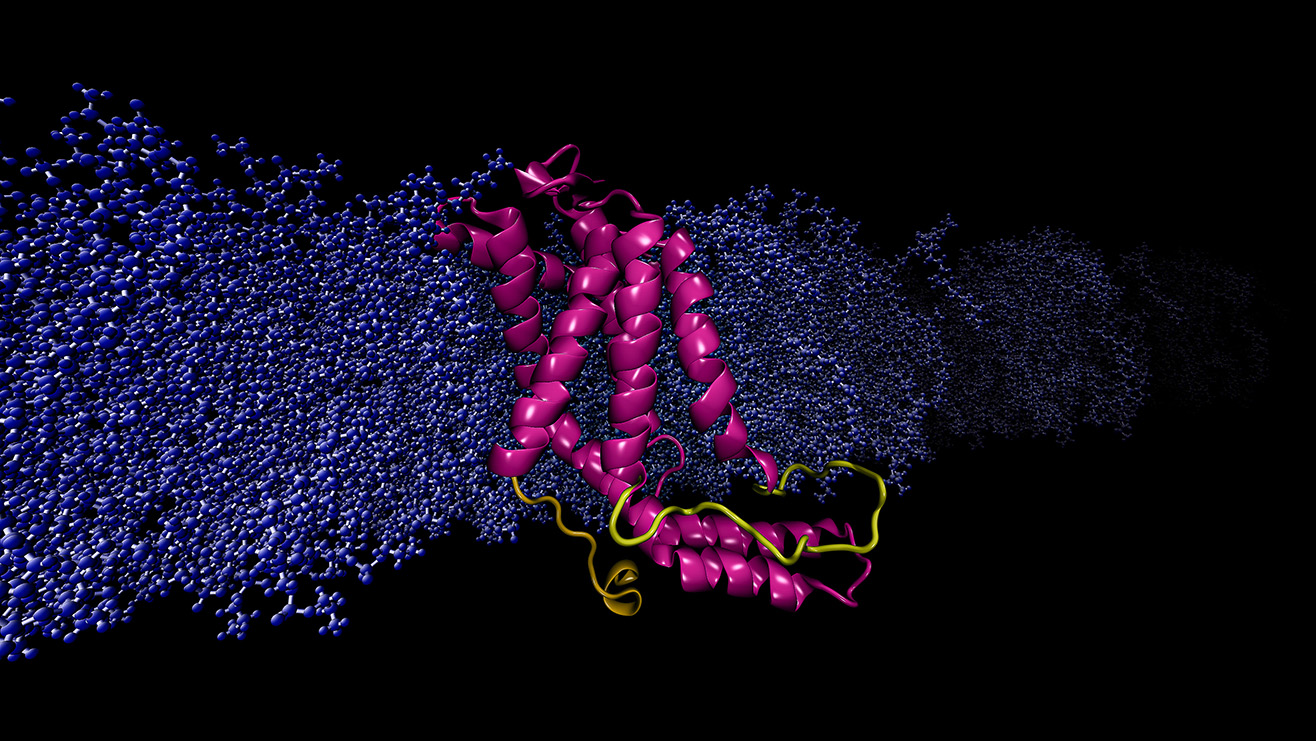 modeled structure of bacterial membrane insertase protein YidC2